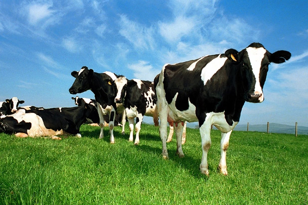 Challenges facing Dairy Industry