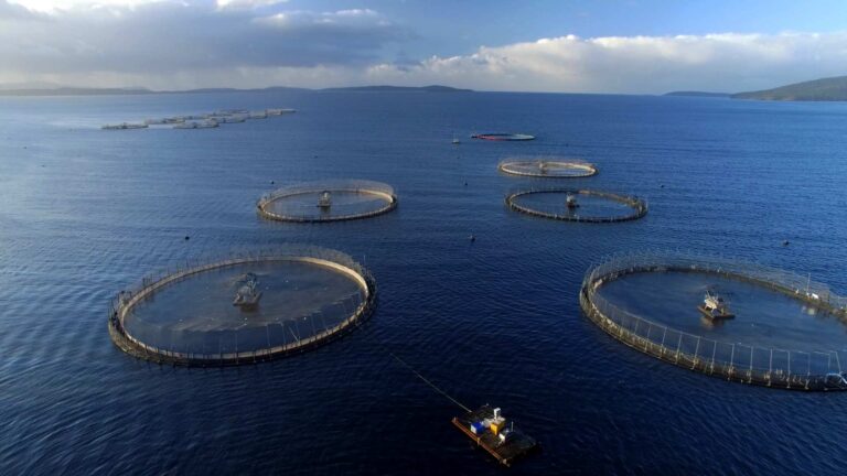 Noting – Salmon Tasmania and Deloitte Access Economics Report