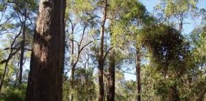 State-Owned Plantations – Retention for Sawlog Production