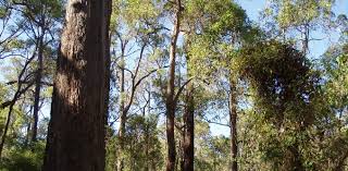 State-Owned Plantations – Retention for Sawlog Production