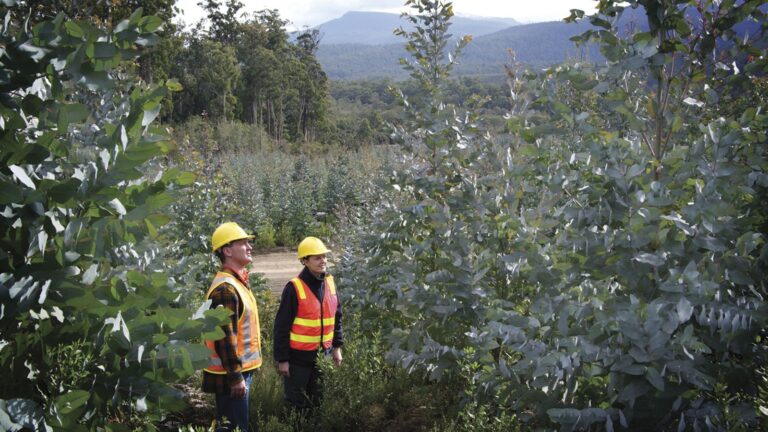 Sustainable Timber Tasmania – Sale of Plantation Timber