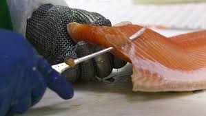 SALMON INQUIRY – Mass fish deaths trigger the call  for another industry inquiry