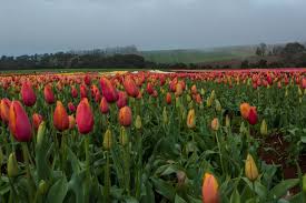 SPECIAL INTEREST MATTERS – Wynyard Tulip Festival