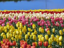 Wynyard Tulip Festival