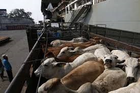 BASS ISLAND LINE – SHIPMENT OF CATTLE