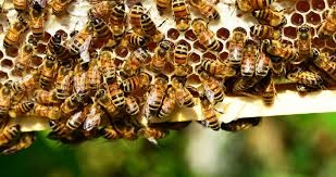 Bee Deaths and Roadside Spraying