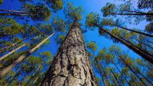 Sustainable Timber Tasmania – Accrued Revenue and Expenses