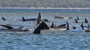 Adjournment speech – Mass stranding of pilot whales