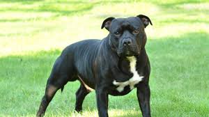 ANIMAL WELFARE AMENDMENT BILL 2022