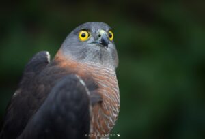 Special Interest Matters – Raptor Care North-West