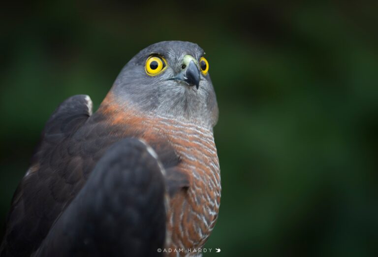 Special Interest Matters – Raptor Care North-West