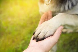 FAMILY VIOLENCE AMENDMENT (PROTECTING PEOPLE AND THEIR PETS) BILL 2024