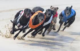 MOTION -Referral of Greyhound Racing Legislation Amendments (Phasing Out Reform)Bill 2025 to Joint Standing Committee on Greyhound Racing Transition